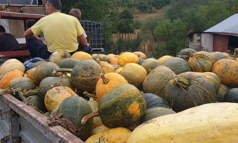 Трактор и тикве