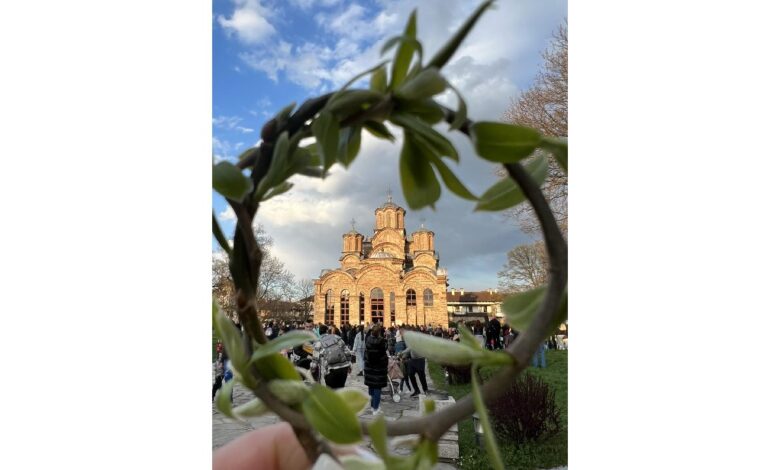 Врбица