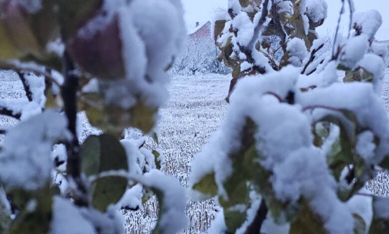 Снег