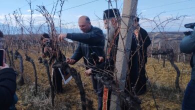 Орезивање винограда за Трифундан