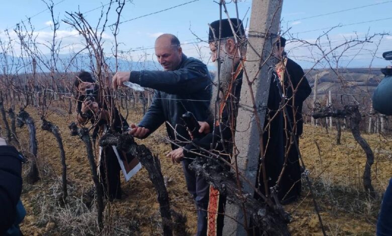 Орезивање винограда за Трифундан
